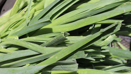 Fresh green leaf close-up waiting for autumn at natural background. Close-up view of green leaves