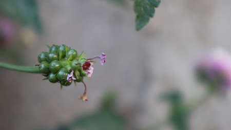 Colorful West Indian Lantana flower at the botanical garden. Lantana Camara bloom in the garden on natural green background in Turkeyの写真素材