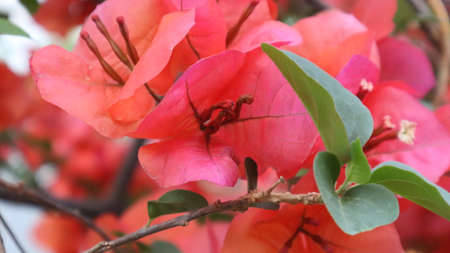 Colorful bougainvillea flower isolated on natural green backgroundの写真素材