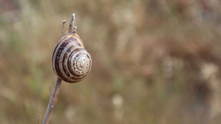 The snail crawls on the dried pine tree branch. Snail on a brown background of dried plant and grassの写真素材