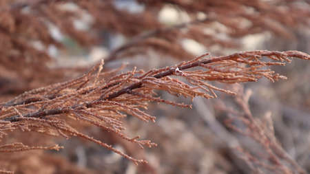 Dried brown pine tree branches in nature. Dried pine needles background. Old Pine needles texture on ground.の写真素材