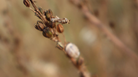 The snail crawls on the dried pine tree branch. Snail on a brown background of dried plant and grass