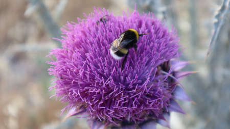 Close-up of Purple Milk Thistle Flower and Bumble Bee. Single Bee collecting pollen outside of the milk thistle flower at the botanical garden.の写真素材