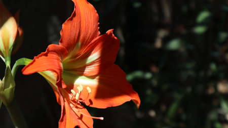 Natural Red and green lily flower close-up. Blooming red lily flowers at the botanical garden.の写真素材
