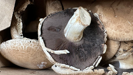 giant portobello mushroom in a paper bag on a wooden table