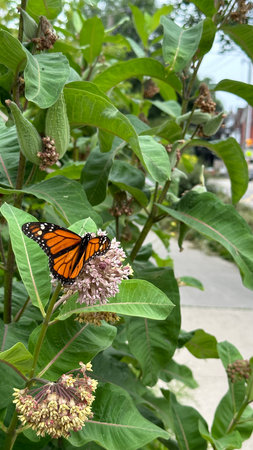 Monarch butterfly, Danaus plexippus, on a flower