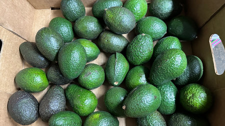 Avocado fruit in the market. Avocado in a box.