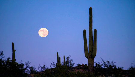 Full moon rising behind saguaro cactus silhouette, purple twilight sky, Sonoran Desert landscapeの素材