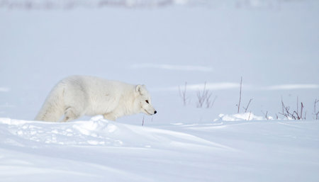 White arctic fox blending into snowy tundra, winter coat, alert expression, no humans.の素材