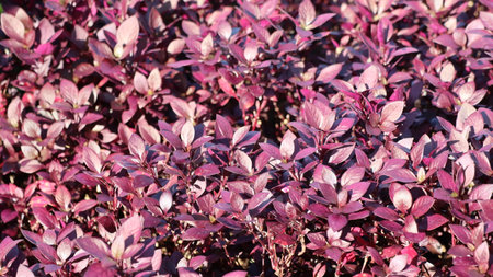 Purple leaves of ornamental shrubs in the garden, stock photoの写真素材