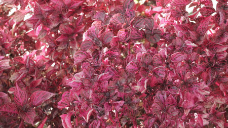Beautiful red leaves in the botanical garden. Nature background.の写真素材