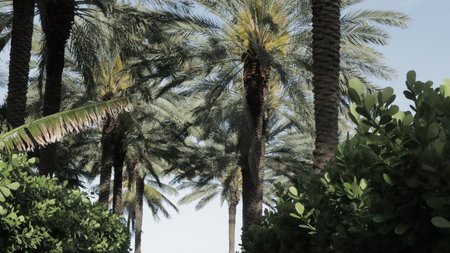 Palm trees in the garden of the city of Barcelona, Spainの写真素材
