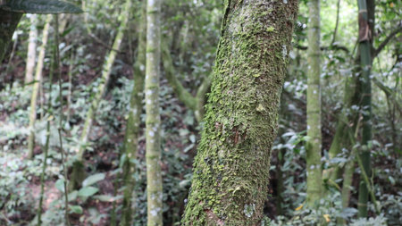 Moss on the tree in the rain forest, Costa Rica.