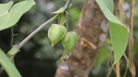 Close-up of physalis fruits on tree in tropical forest.の写真素材