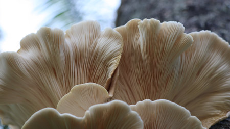Mushroom Pleurotus ostreatus growing on a treeの写真素材