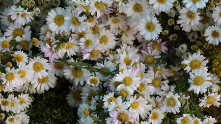 beautiful white daisies in a flower shop, floral background