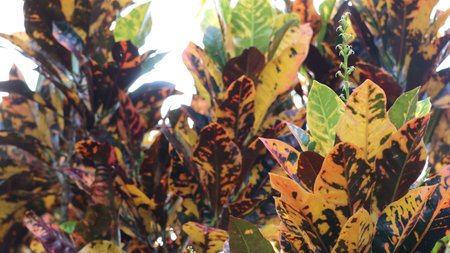 Leaves of variegated variegated variegated croton plants.
