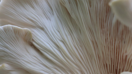 Close up of oyster mushroom, Pleurotus ostreatusの写真素材