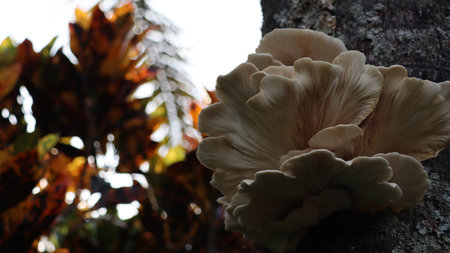 Mushroom growing on a tree in the forest, close upの写真素材