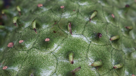 Macro shot of a cactus leaf, close-up.の写真素材