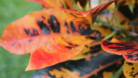 Close up of red and orange leaves in the garden, stock photoの写真素材