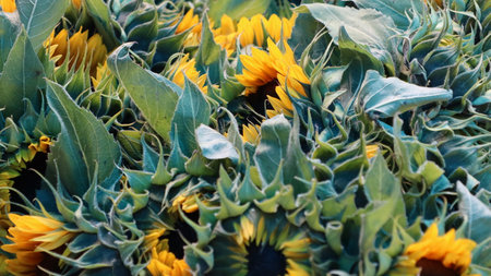 Close up of sunflowers in the field. Sunflower background.