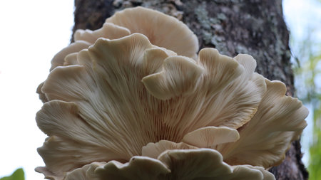 Oyster mushrooms growing on a tree in the forest, close upの写真素材