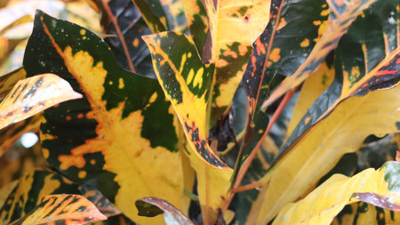 Colorful leaves of variegated variegated croton.