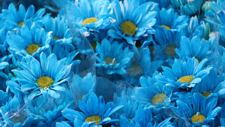 Blue chrysanthemums in a flower shop, close upの写真素材