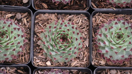 Succulent plant in pot, top view of Echeveria