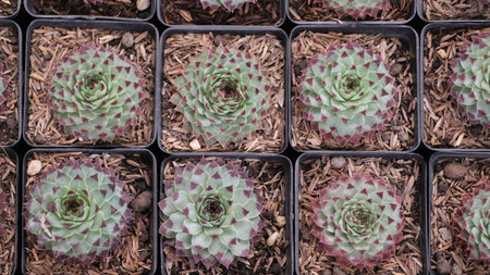 Miniature succulent plants in pots. Top view, flat lay.の写真素材
