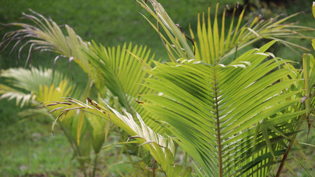 Palm leaves in the garden. Tropical plants in the garden.