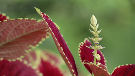 Close up of coleus plant in the garden, stock photo