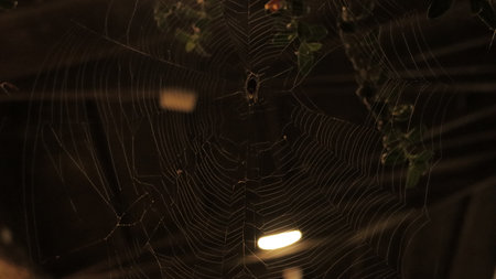 spider web in the dark, shallow depth of field, close up