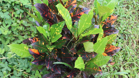 Croton plant in the garden. Colorful croton leaves.