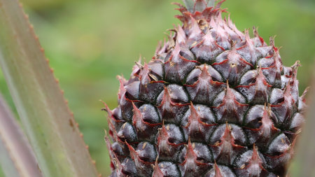 Pineapple fruit in the garden, closeup of a fruit