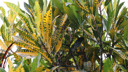 Closeup of yellow and green croton leaves in the garden.