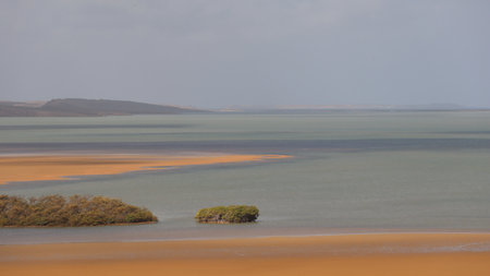 Mangrove trees in the lagoon on the island of Sylt