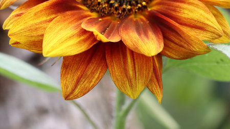 Close up of a sunflower with blurred background. Selective focus.の写真素材