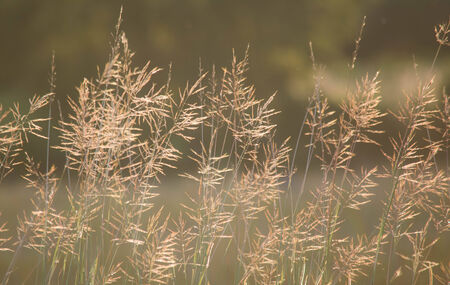 grassの写真素材
