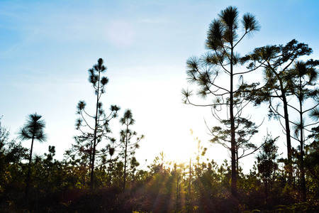 Sunset behind the trees in the winterの写真素材