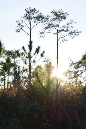 Sunset behind the trees in the winterの写真素材