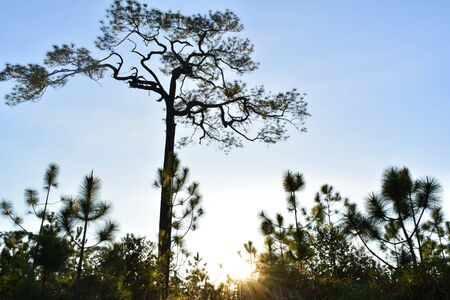 Sunset behind the trees in the winterの写真素材