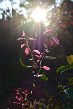 Sunset behind the trees in the winterの写真素材