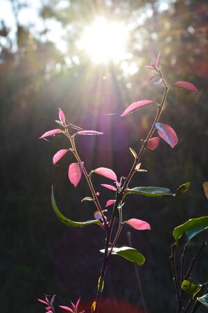 Sunset behind the trees in the winterの写真素材