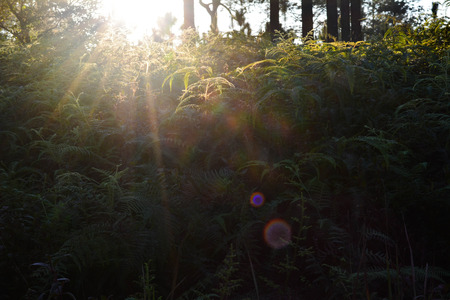 Sunset behind the trees in the winterの写真素材