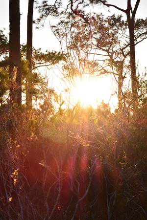 Sunset behind the trees in the winterの写真素材