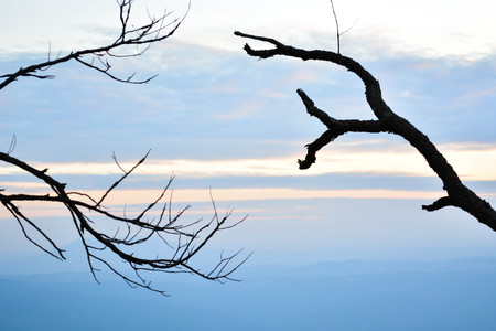 Sunset behind the trees in the winterの写真素材