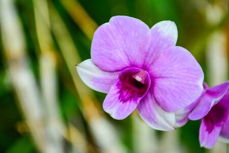 Dendrobium Orchid beautiful purple flower petals focus and soft focusの写真素材