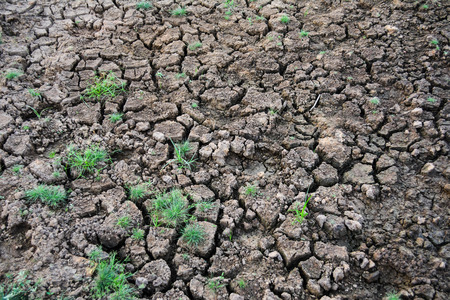 Green grass on dry groundの写真素材